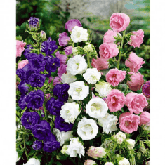 Des images de diff�rentes plantes